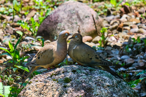Mourning doves (Zenaida macroura) showing affection