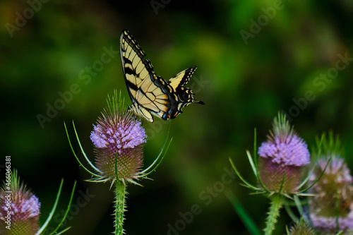 eastern tiger swallowtail butterfly pollinates wildflowers