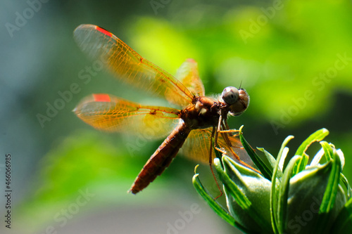 Eastern amberwing dragonfly (Perithemis tenera) perched on a flower bush © David