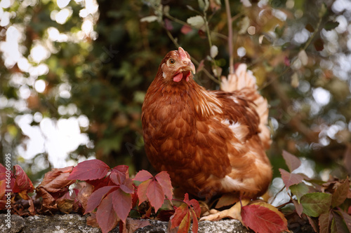 Wallpaper Mural Beautiful chicken on stone fence in farmyard. Domestic animal Torontodigital.ca