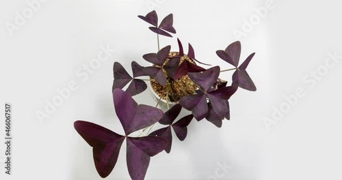 Time lapse shot of House plant False Purple Shamrock or Oxalis Triangularis on white background.
 photo