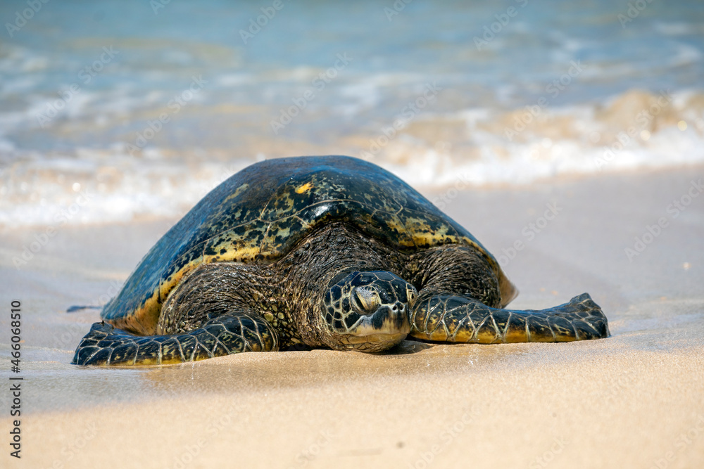 Fototapeta premium Sea Turtle on a sandy beach