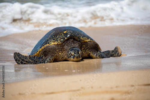 Sea Turtle on a sandy beach