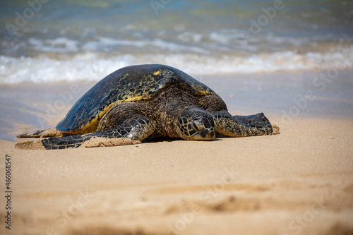 Canvas Print Sea Turtle on a sandy beach