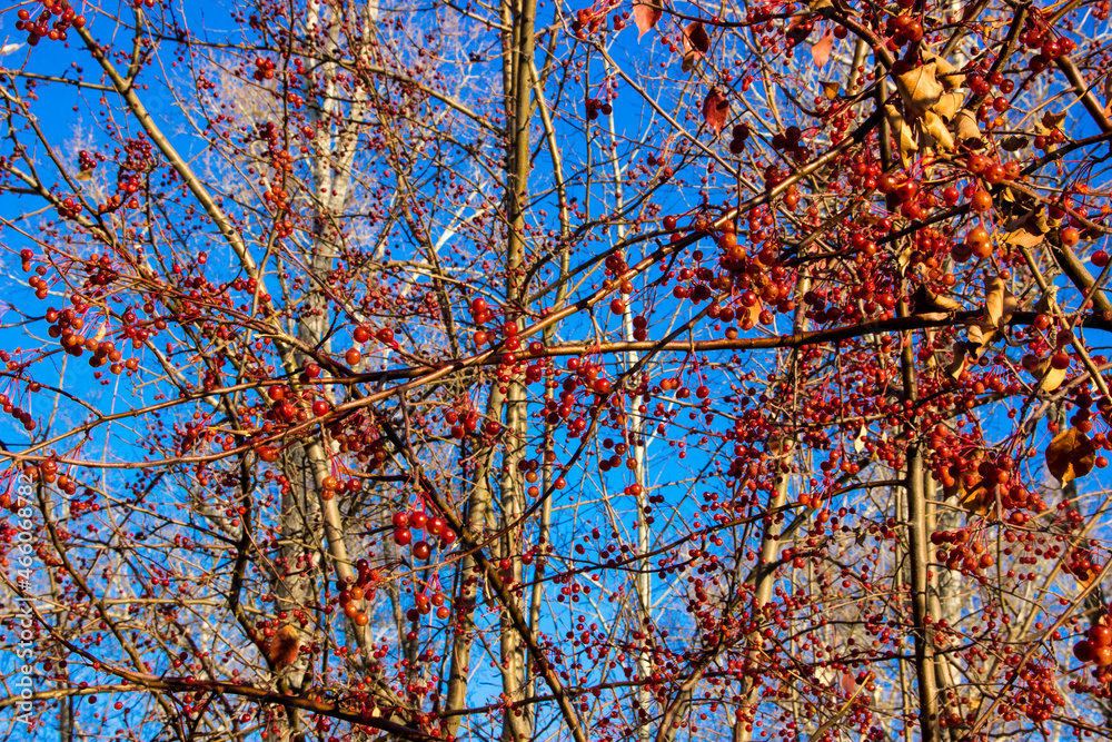 Lush autumn crown of brown bushes ranetki with red berries on the leg close-up on a blue background Lush autumn crown of brown bushes ranetki with red berries on the leg close-up on a blue background