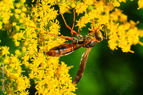 Northern paper wasp pollinates yellow wildflowers photo
