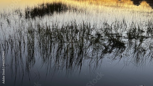 Reedgrass Reflected