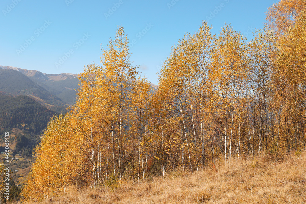 Beautiful mountain landscape with birch grove on sunny autumn day