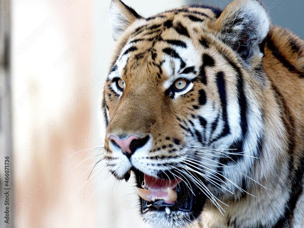 Fototapeta premium アムール虎