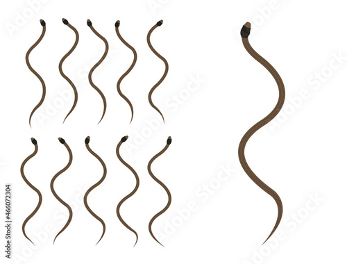 Animal Animation Sequence DeKay's Brown Snake Cartoon Vector