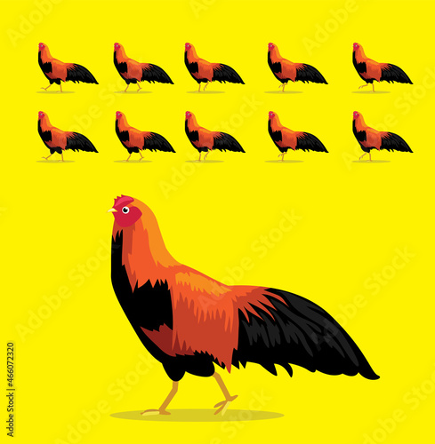 Animal Animation Sequence Cubalaya Chicken Rooster Cartoon Vector