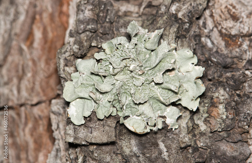 Common Greenshield Lichen (Flavoparmelia caperata) growing on pine tree bark. Composite organisms unrelated to plants that are found worldwide. photo
