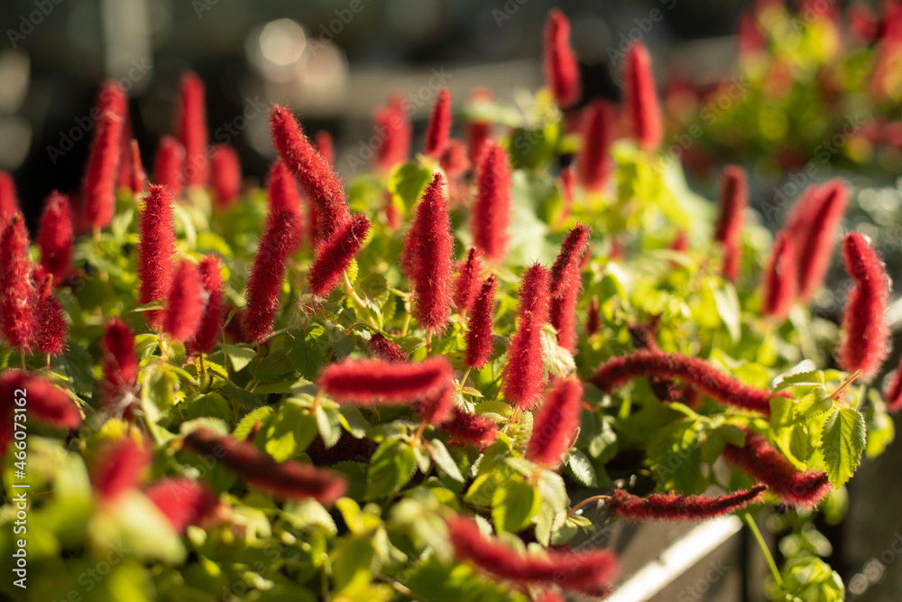 Red plant. Soft herbs. Flowers from the pot. Red plant. Soft herbs. Flowers from the pot.