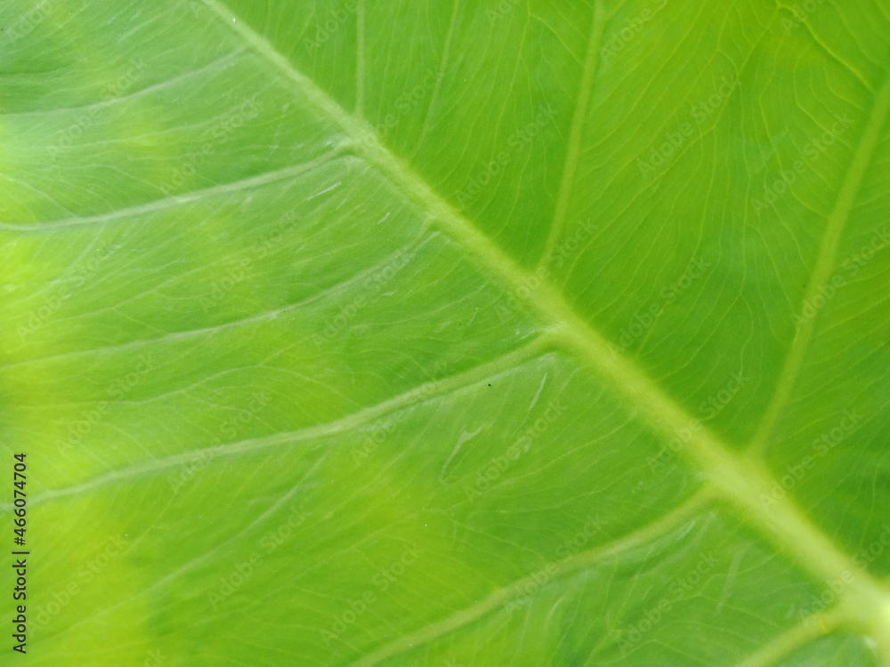 Top view landscape texture of leaf vein for background or quote necessity Top view landscape texture of leaf vein for background or quote necessity