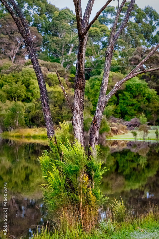 Beautiful lakes everywhere set amongst lush woodland and plants at Pemberton Beautiful lakes everywhere set amongst lush woodland and plants at Pemberton