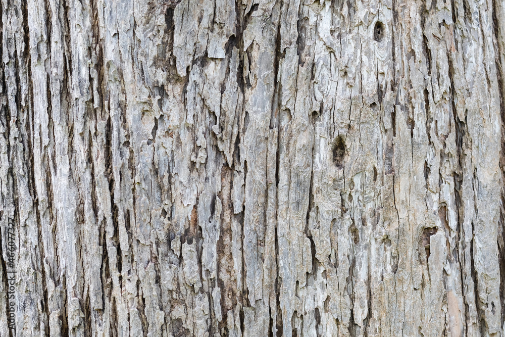 Closeup image of teak tree trunk, bark texture and detail Closeup image of teak tree trunk, bark texture and detail