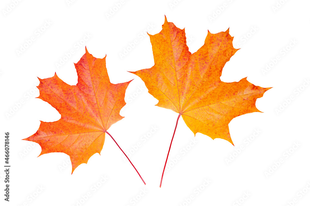Obraz premium bright maple leaves isolated on a white background