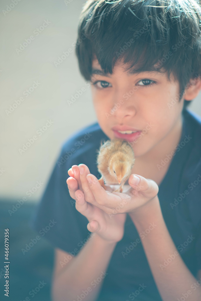 Little boy cleaning baby chick house Little boy cleaning baby chick house