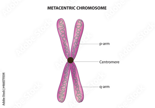 biological illustration of metacentric chromosome
