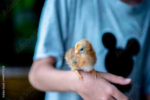 Baby chick standing on a hand