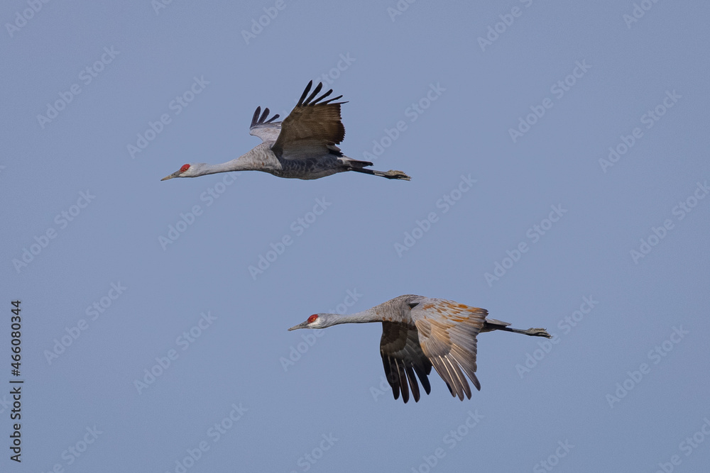 Obraz premium Sandhill cranes flying in beautiful light, seen in the wild in a North California marsh 