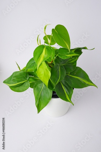 green leaves philodendron brasil cream splash on white pot isolated on white background