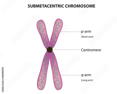 submetacentric chromosome anatomy (Biological anatomy of submetacentric chromosome)