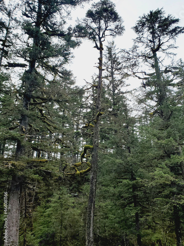 trees in the forest