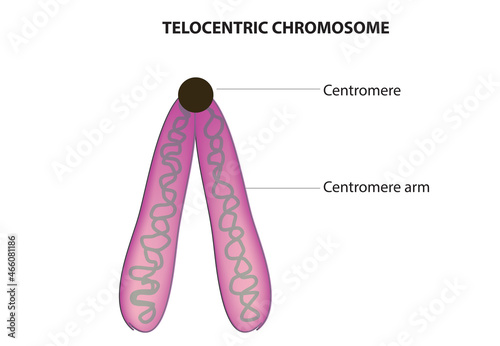 Biological illustration of telocentric chromosome