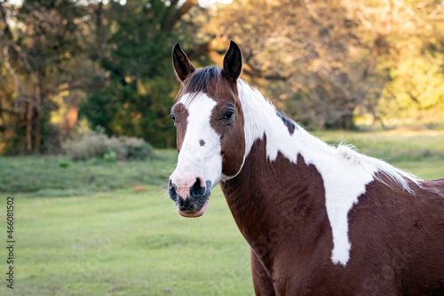 Brown and white horse portrait