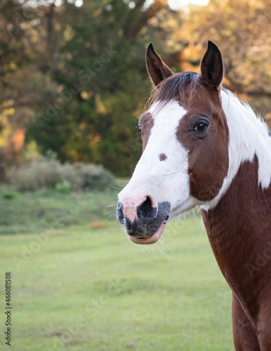 Paint horse head portrait © jackienix