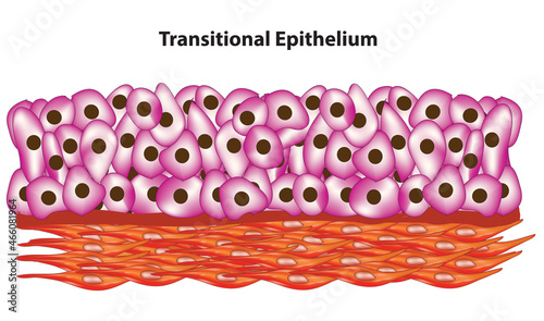 Biological illustration of transitional epithelium