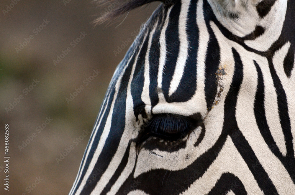 Naklejka premium シマウマ