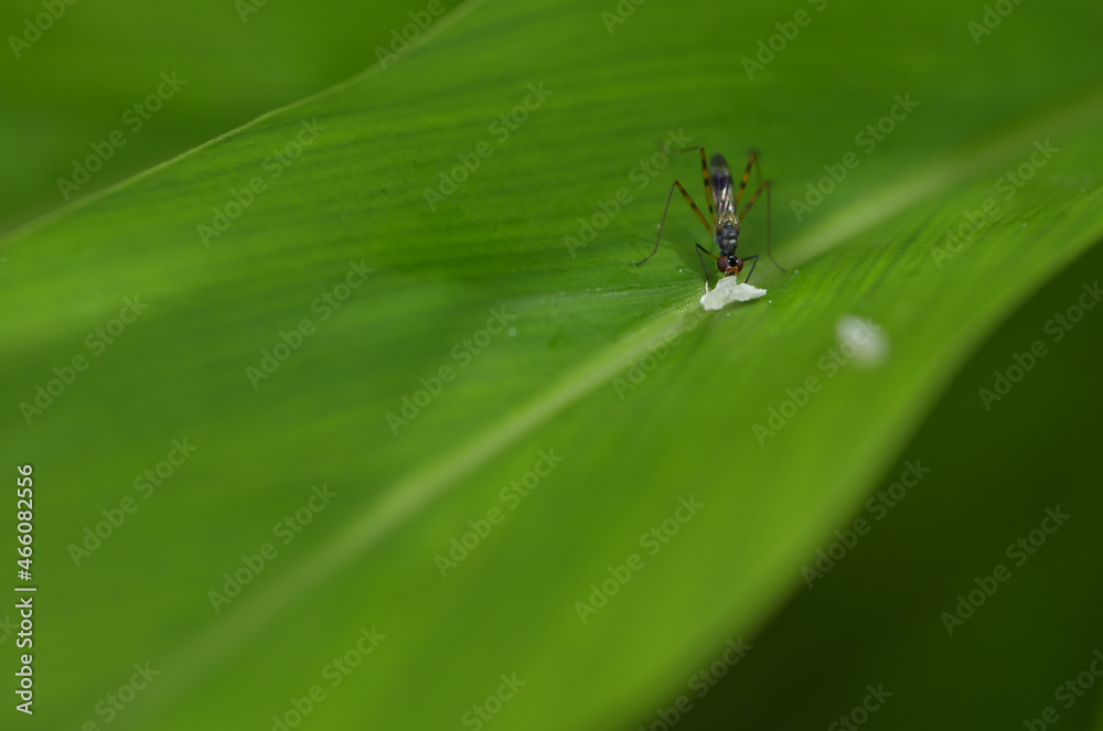 Small insect eating petels on the leaf is very abundant environment in the garden. Small insect eating petels on the leaf is very abundant environment in the garden.