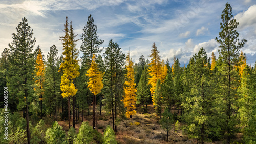 Fall Color Larch Trees in Oregon