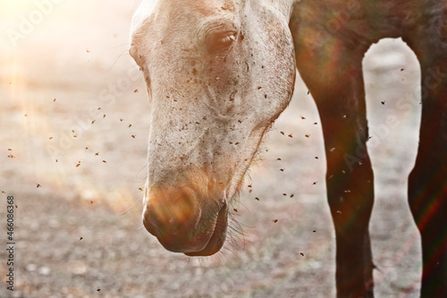 Foto insects bite the horse, gadflies and flies attack the horse wildlife insect prot