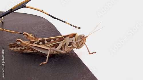 Adult American grasshopper, Schistocerca americana slowly rubbing his eye on black background surface having beautiful pattern of dark brown spots on a lighter background, close up view. photo