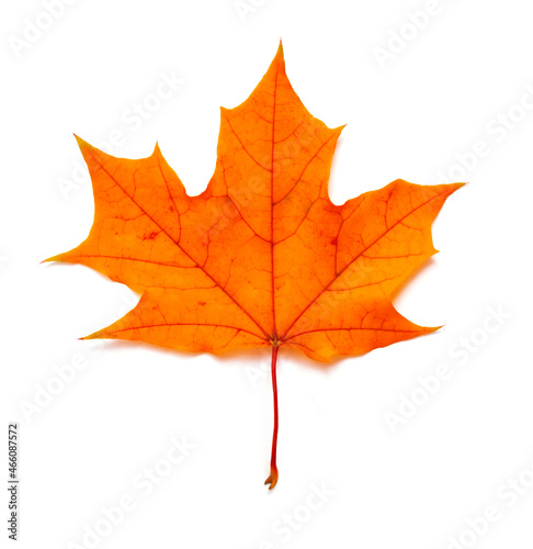Maple autumn leaf. One autumn leaf isolated on white background.