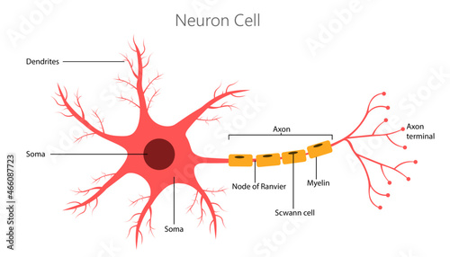 Neuron cell anatomy diagram, parts of the neuron cell