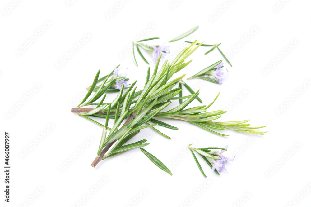 Naklejka premium Rosemary sprig flowering isolated on white background. Aromatic evergreen shrub