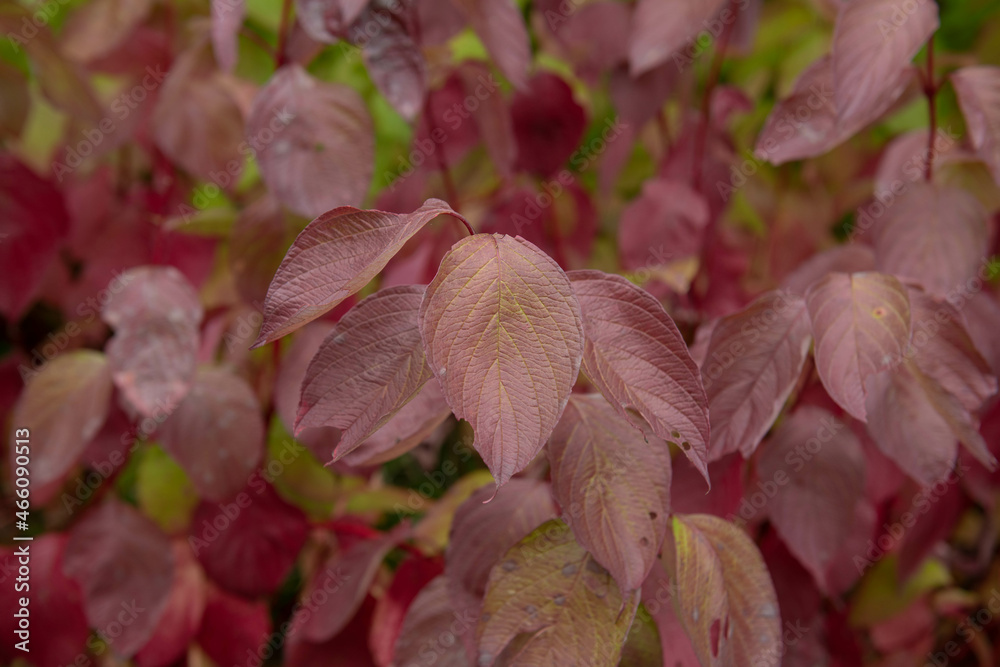 Ταπετσαρία Background or Texture of the Autumn Coloured Bright Red Leaves and Stems on a De