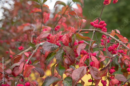 Autumn Coloured Leaves and Bright Rose Pink Fruit on a Deciduous Spindle Tree (Euonymus europaeus 'Red Cascade') Growing in a Garden in Rural Devon, England, UK photo