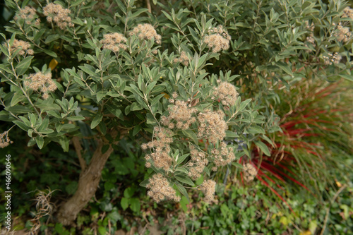 Fluffy Autumn Brown Seed Heads on a Hybrid Daisy Bush  Olearia x oleifolia  Waikariensis   Growing in a Herbaceous Border in a Garden in Rural Devon  England  UK