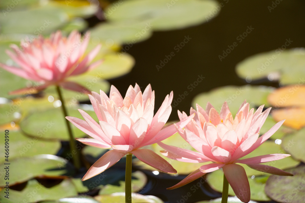Delicate pink lotus blooms above water in a small pond