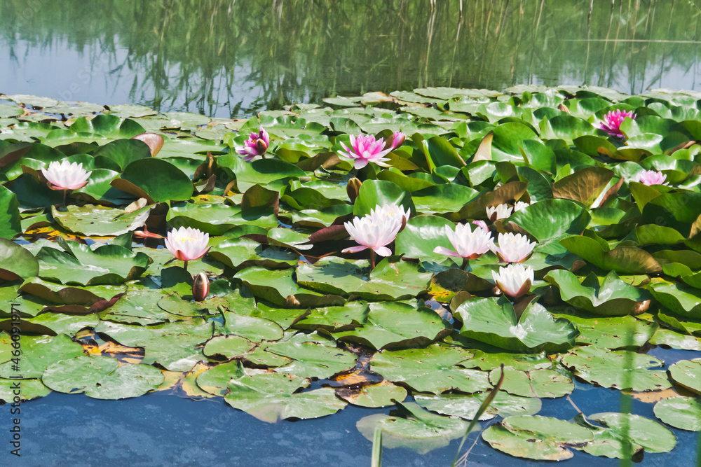 Fototapeta premium Pink lotuses in a lake . Candid.
