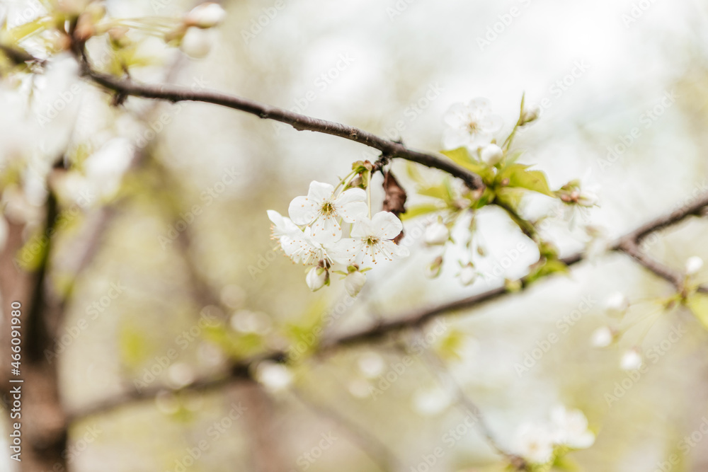 white cherry flowers. blooming cherry. Orchard white cherry flowers. blooming cherry. Orchard