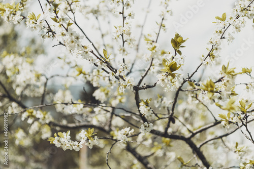 white cherry flowers. blooming cherry. Orchard