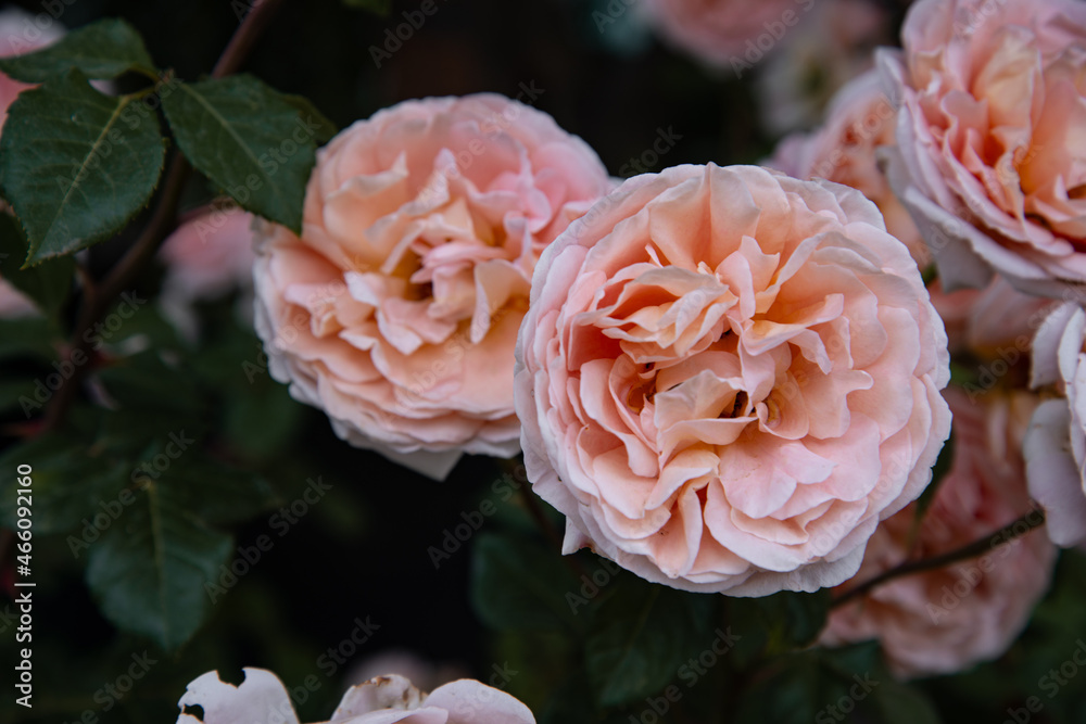 Lovely pink roses in a flower bed. Spring plants.