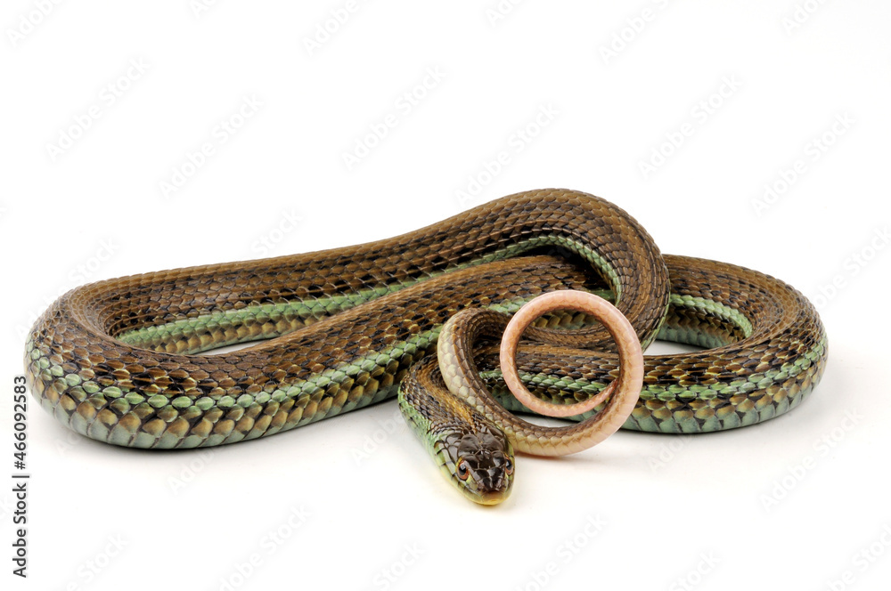 Scott’s Mexican Garter Snake // Mexikanische Strumpfbandnatter, Magdalena Strumpfbandnatter (Thamnophis eques scotti) Scott’s Mexican Garter Snake // Mexikanische Strumpfbandnatter, Magdalena Strumpfbandnatter (Thamnophis eques scotti)