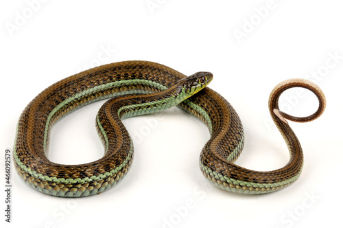 Scott’s Mexican Garter Snake // Mexikanische Strumpfbandnatter, Magdalena Strumpfbandnatter (Thamnophis eques scotti) photo